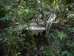 Ganoderma