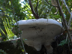 Ganoderma