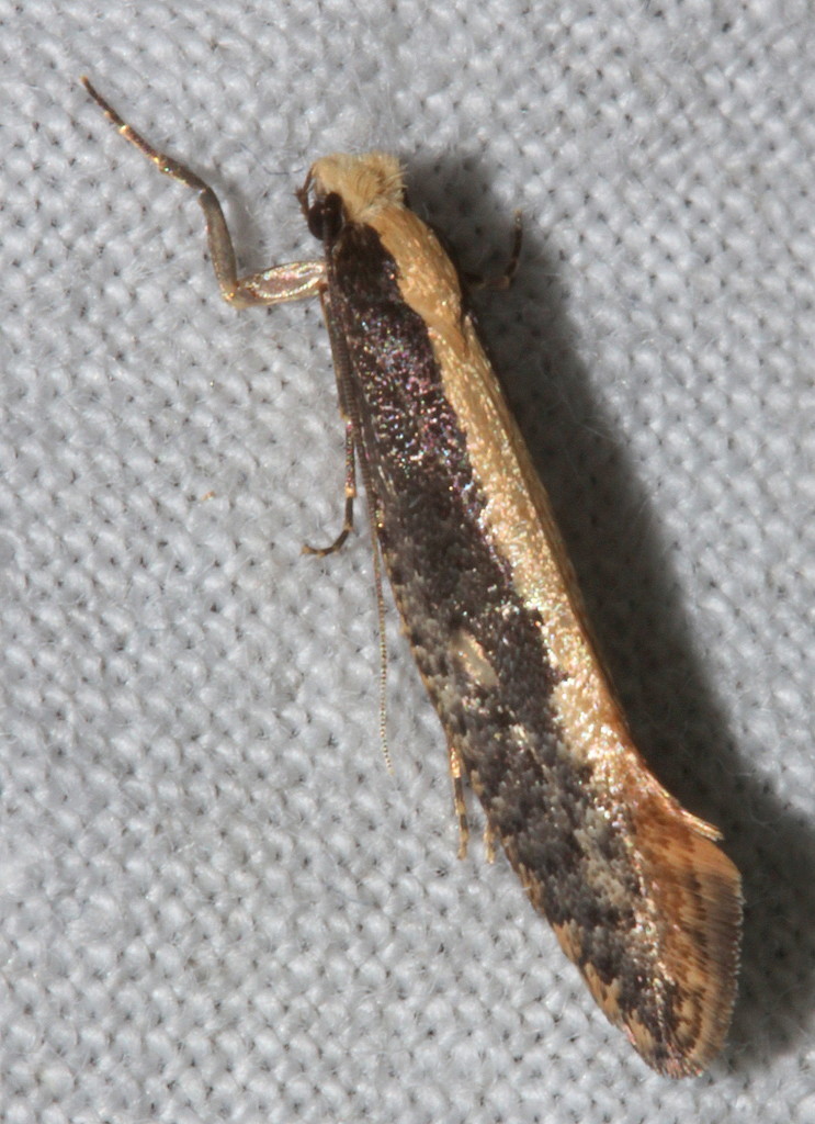 Bird Nest Moth from Wonthaggi Heathlands, Wonthaggi VIC 3995, Australia