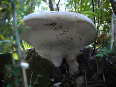 Ganoderma
