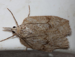Neoteristis paraphanes