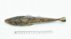 Platycephalus grandispinis