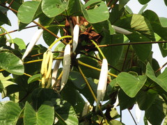 Cecropia palmata