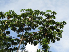 Cecropia palmata