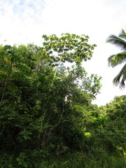 Cecropia palmata