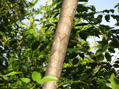 Cecropia palmata