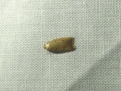 Tachystola acroxantha