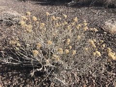 Chrysothamnus viscidiflorus puberulus