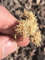 Chrysothamnus viscidiflorus puberulus