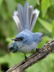 Elminia albicauda