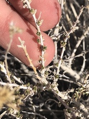 Chrysothamnus viscidiflorus puberulus