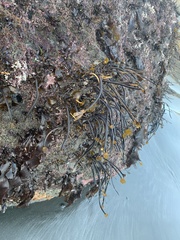 Laminaria sinclairii