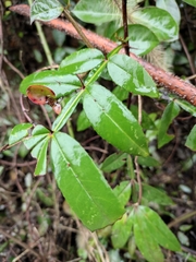 Zanthoxylum armatum