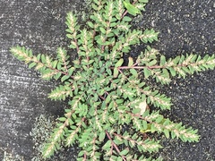 Euphorbia thymifolia