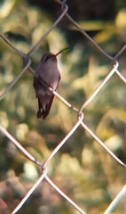 Cynanthus latirostris