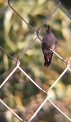 Cynanthus latirostris