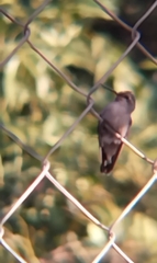 Cynanthus latirostris