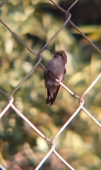 Cynanthus latirostris