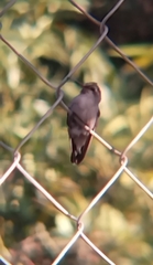 Cynanthus latirostris