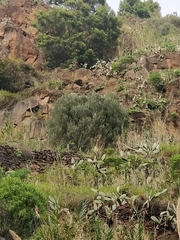 Olea europaea cerasiformis