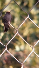 Cynanthus latirostris