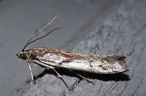 Senecio blue stem borer photo 3