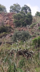 Olea europaea cerasiformis