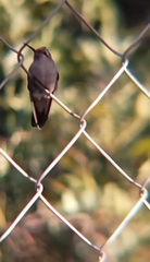 Cynanthus latirostris