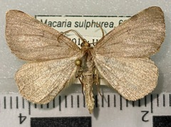 Macaria sulphurea