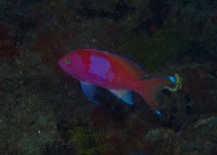 Pseudanthias pleurotaenia