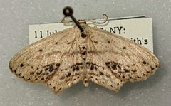 Scopula cacuminaria