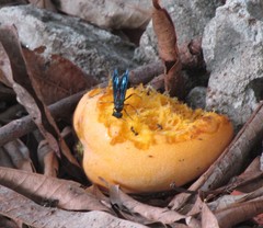Synoeca ilheensis