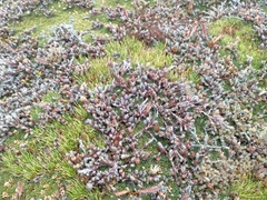 Dracophyllum prostratum