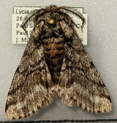 Lycia ursaria