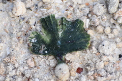 Udotea flabellum