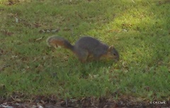Sciurus niger