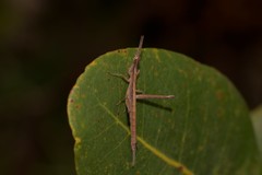 Heide