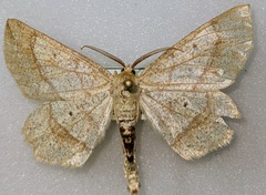 Euchlaena marginaria