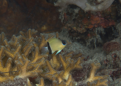 Pycnochromis retrofasciatus