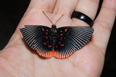 Lyropteryx apollonia