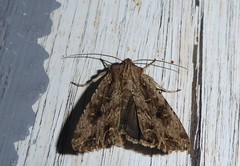 Ichneutica insignis