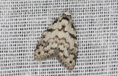 Nola melanogramma