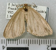 Macaria argillacearia