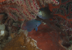 Pomacentrus brachialis