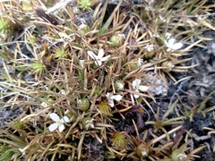 Stylidium subulatum