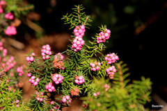Leptecophylla oxycedrus