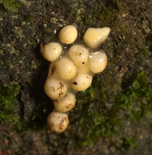 Amolops hongkongensis