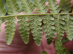 Hypolepis punctata image