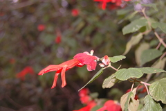 Salvia sessei