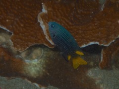 Pomacentrus philippinus